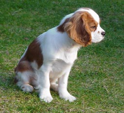 "Ainsi va le destin des hommes et des chiens... To be or not to be...Bon, c'est pas tout ça, mais moi, j'ai un coup de pompe !