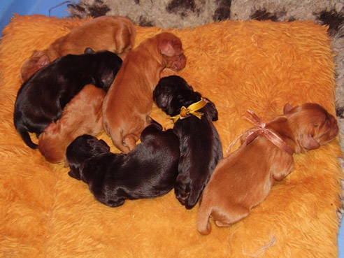 Chiots Cavaliers King Charles