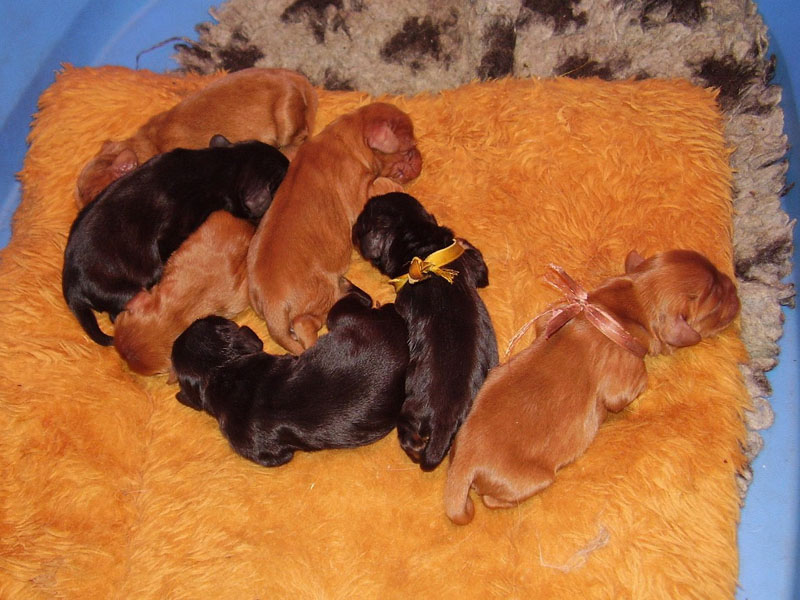 04- 7 chiots mi-février