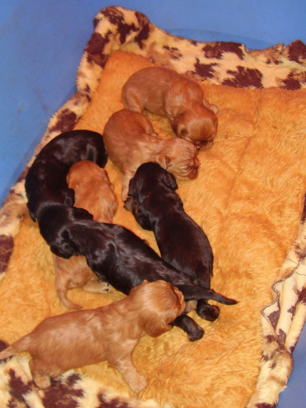 06- chiots  fin février