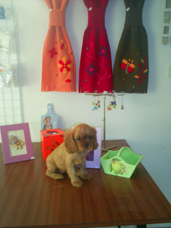 02- chiot CKC ruby