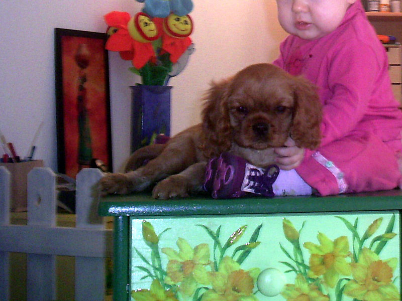 10- chiot CKC et bebe