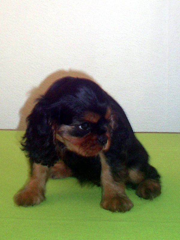 13- chiot noir et feu1