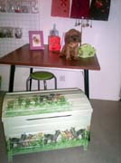 01- chiot CKC ruby en pose