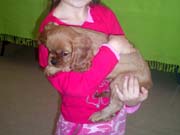 05- chiot CKC et enfant