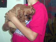 06- chiot CKC et enfant
