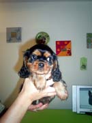 12- chiot noir et feu