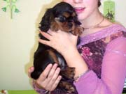 14- chiot CKC et enfant