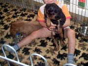 15- chiot CKC et bebe