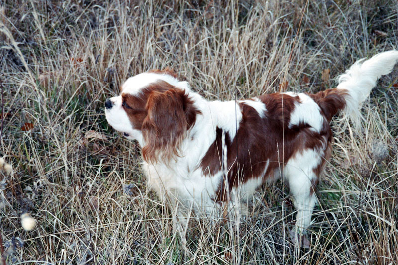 Sam-2006-1