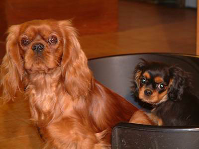 Cavaliers King Charles Ruby et tricolore