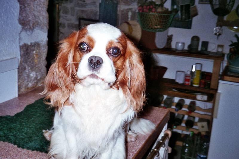 Sam-2006-2