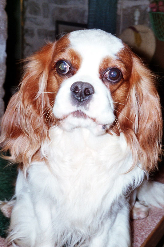 Sam-2006-3