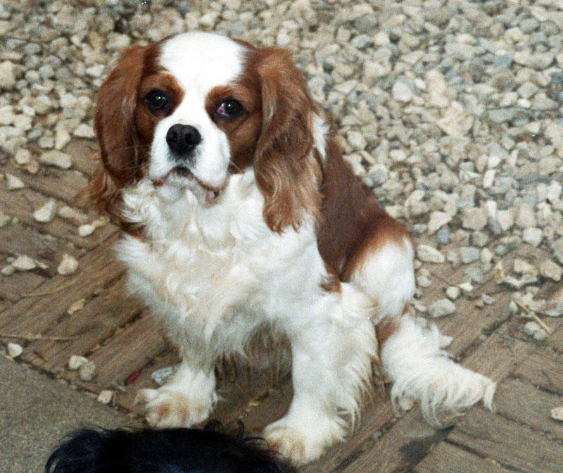 Sam-2006