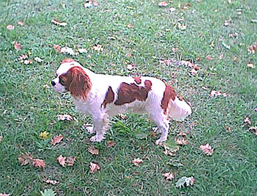 Cavalier King Charles : Spy of Spy du Causse de Jaspe.