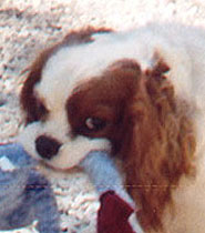 Ubert du  Causse de Jaspe