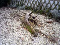 Arbre mort